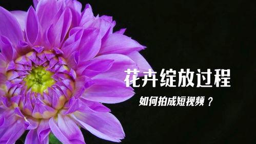 花卉开放视频,捕捉花卉绽放的美丽瞬间