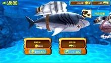 饥饿鲨鱼游戏视频,饥饿鲨鱼游戏视频深度解析