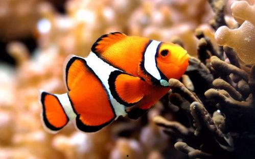 日本的sumu,SUMU文化之旅